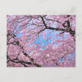 Cartão Postal Blooming Cherry Blossoms