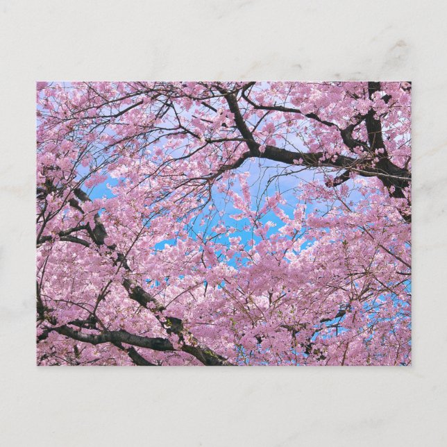 Cartão Postal Blooming Cherry Blossoms (Frente)