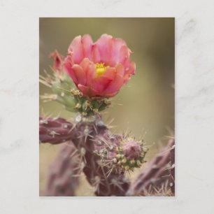 Cartão Postal Blooming Cholla Cactus