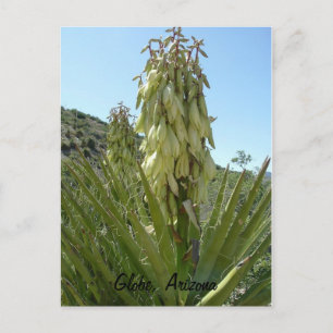 Cartão Postal Blooming Yucca