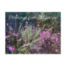 Bloomings da Califórnia: Adeus à Primavera!