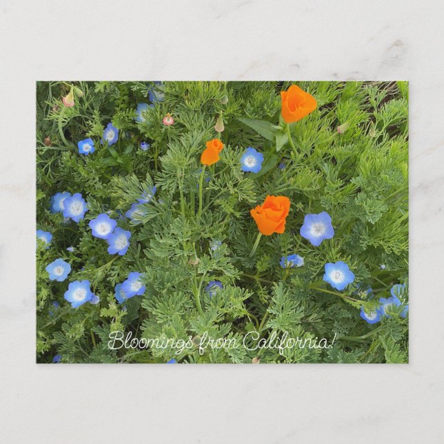 Cartão Postal Bloomings da Califórnia: April Wildflower (Frente)