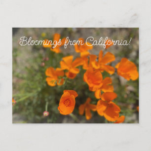 Cartão Postal Bloomings da Califórnia: April Wildflower