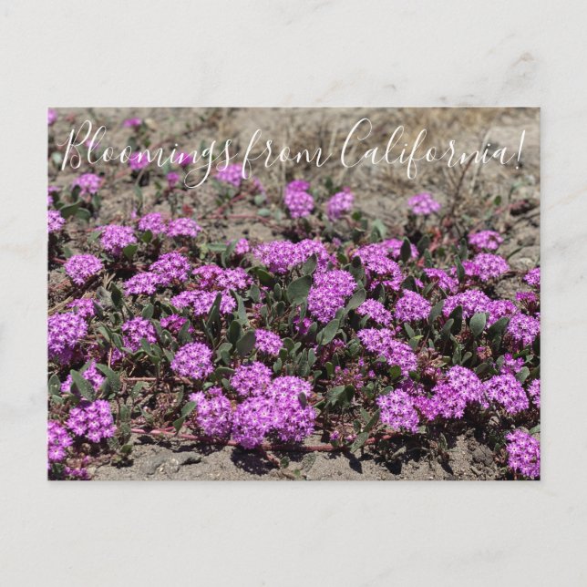 Cartão Postal Bloomings da Califórnia: Areia Rosa Verbena (Frente)