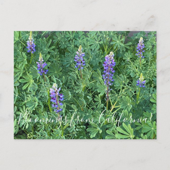 Cartão Postal Bloomings da Califórnia: Arroyo Lupine (Frente)