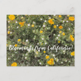 Cartão Postal Bloomings da Califórnia: Asilomar State Beach