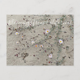 Cartão Postal Bloomings da Califórnia: Aster Areia