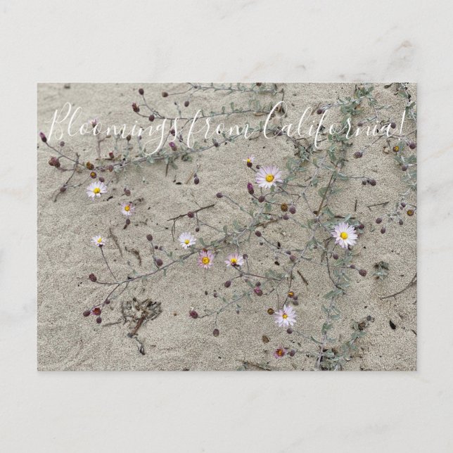 Cartão Postal Bloomings da Califórnia: Aster Areia (Frente)