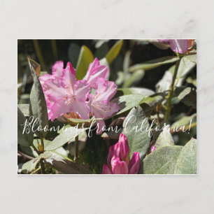 Cartão Postal Bloomings da Califórnia: Azalea Ocidental