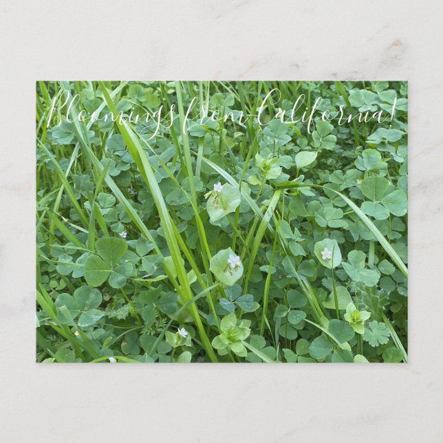 Cartão Postal Bloomings da Califórnia: Beleza Primavera (Frente)