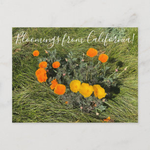 Cartão Postal Bloomings da Califórnia: Bicolor Poppies
