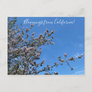Cartão Postal Bloomings da Califórnia: Buck Brush