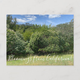 Cartão Postal Bloomings da Califórnia: Buckeyes
