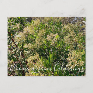 Cartão Postal Bloomings da Califórnia: California Holly