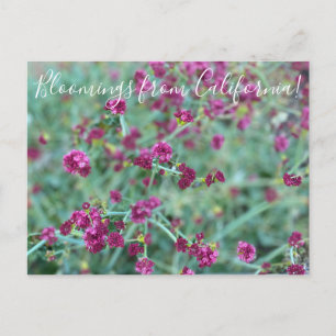 Cartão Postal Bloomings da Califórnia: Cantarilho De Trigo Verm
