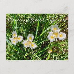 Cartão Postal Bloomings da Califórnia: Canyon Snow Iris