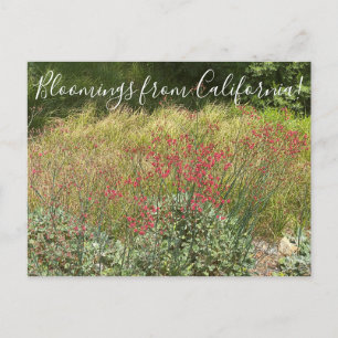 Cartão Postal Bloomings da Califórnia: Cartão-postal do Red Buck