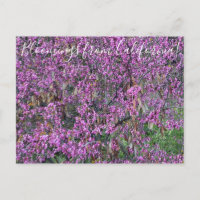Bloomings da Califórnia: Cartão-postal do Redbud O