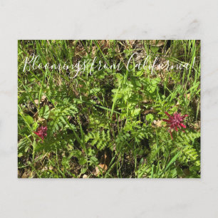 Cartão Postal Bloomings da Califórnia: Cartaz de pluma do guerr