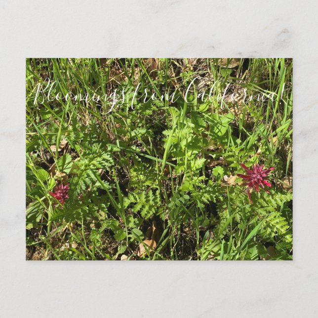 Cartão Postal Bloomings da Califórnia: Cartaz-Pó do Guerreiro (Frente)