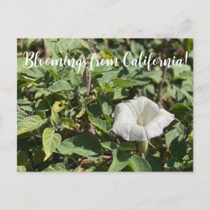 Cartão Postal Bloomings da Califórnia: Cartaz Sagrado Datura