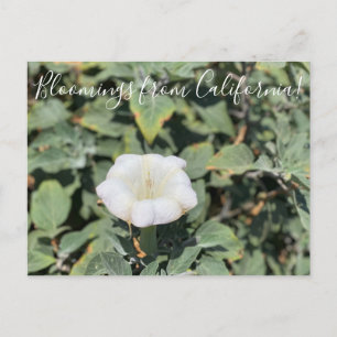 Cartão Postal Bloomings da Califórnia: Cartaz Sagrado Datura