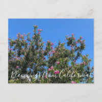 Bloomings da Califórnia: Cartaz Selvagem do Desert