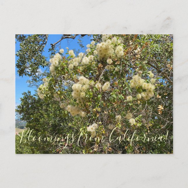 Cartão Postal Bloomings da Califórnia: Chaparral Clematis (Frente)