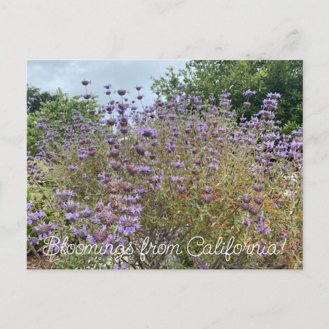 Cartão Postal Bloomings da Califórnia: Cleveland Sage (Frente)