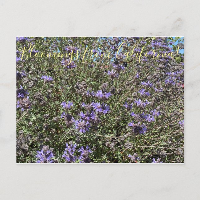 Cartão Postal Bloomings da Califórnia: Cleveland Sage (Frente)