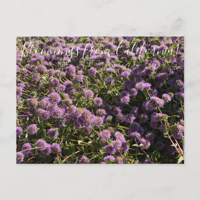 Cartão Postal Bloomings da Califórnia: Coyote Mint (Frente)