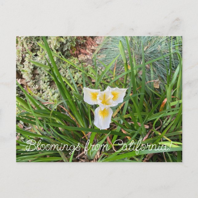 Cartão Postal Bloomings da Califórnia: Douglas Iris (Frente)