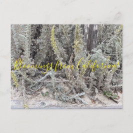 Cartão Postal Bloomings da Califórnia: Dune Sagewort