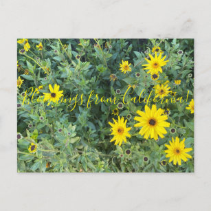 Cartão Postal Bloomings da Califórnia: Encelia californica
