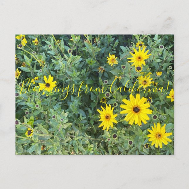 Cartão Postal Bloomings da Califórnia: Encelia californica (Frente)