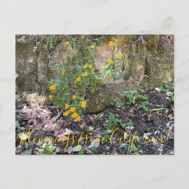 Cartão Postal Bloomings da Califórnia: Flores de Macacos (Frente)