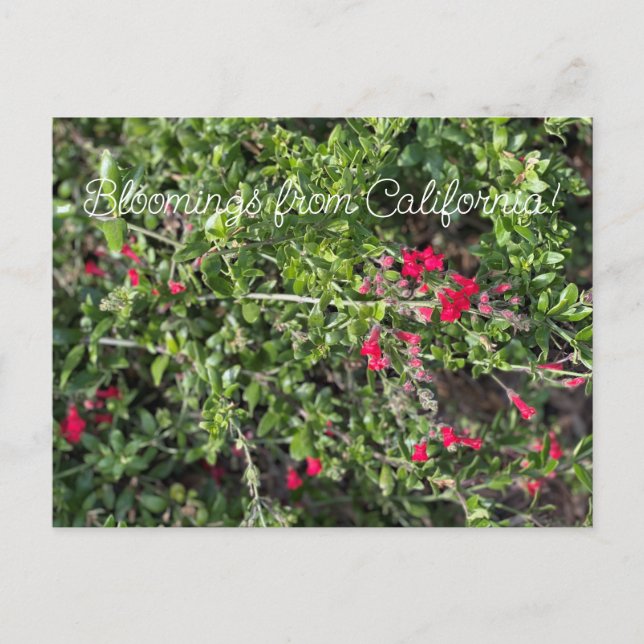 Cartão Postal Bloomings da Califórnia: Gambelia speciosa (Frente)
