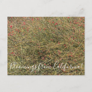 Cartão Postal Bloomings da Califórnia: Gran Canon Snapdragon