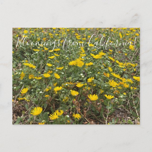 Cartão Postal Bloomings da Califórnia: Gumweed Pacífico (Frente)