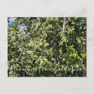 Cartão Postal Bloomings da Califórnia: Hollyleaf Cherry