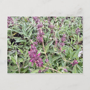 Cartão Postal Bloomings da Califórnia: Hummingbird Sage