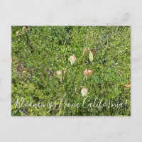 Bloomings da Califórnia: Lanternas de Fada