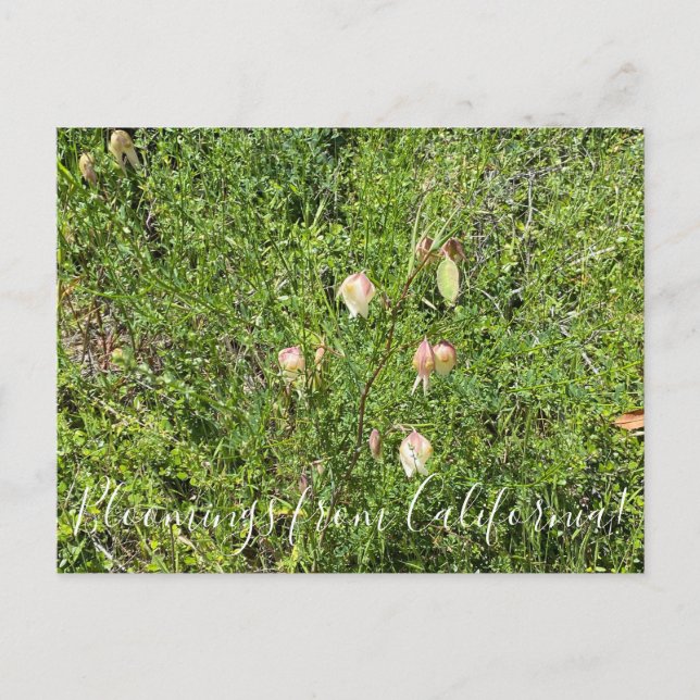 Cartão Postal Bloomings da Califórnia: Lanternas de Fada (Frente)