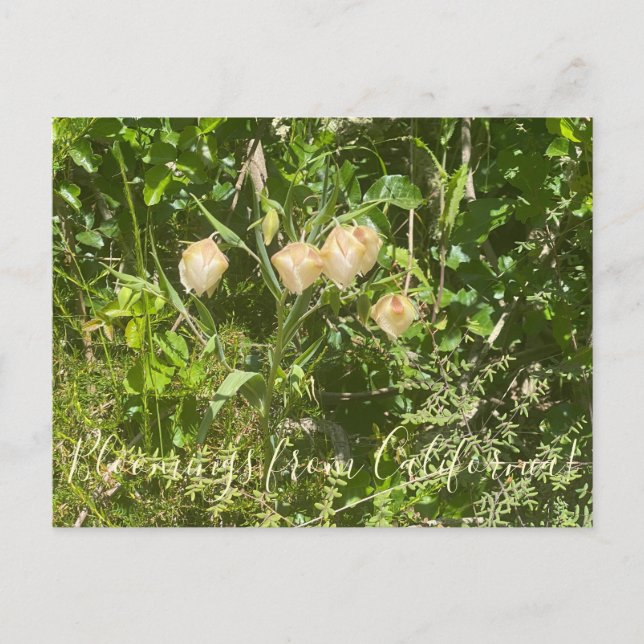 Cartão Postal Bloomings da Califórnia: Lanternas de Fada (Frente)