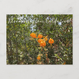Cartão Postal Bloomings da Califórnia: Lily de Humboldt
