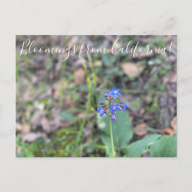Cartão Postal Bloomings da Califórnia: Língua do Cão do Pacífico (Frente)