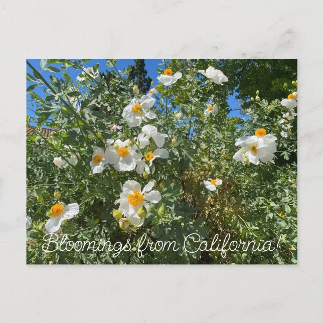 Cartão Postal Bloomings da Califórnia: Matilija Poppy (Frente)