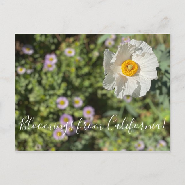 Cartão Postal Bloomings da Califórnia: Matilija Poppy Postcard (Frente)