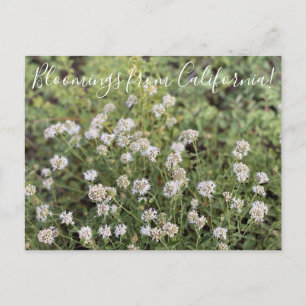 Cartão Postal Bloomings da Califórnia: Montanha Coyote Mint