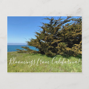 Cartão Postal Bloomings da Califórnia: Monterey Cypress